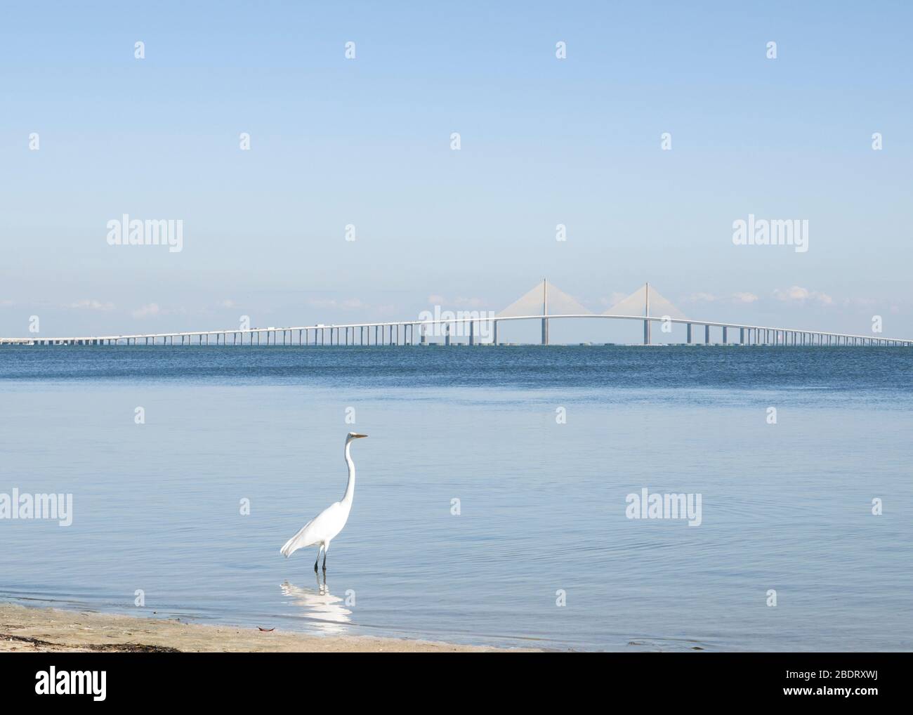Snowy egret standing in the Tampa Bay with the Sunshine Skyway bridge in the background. Stock Photo