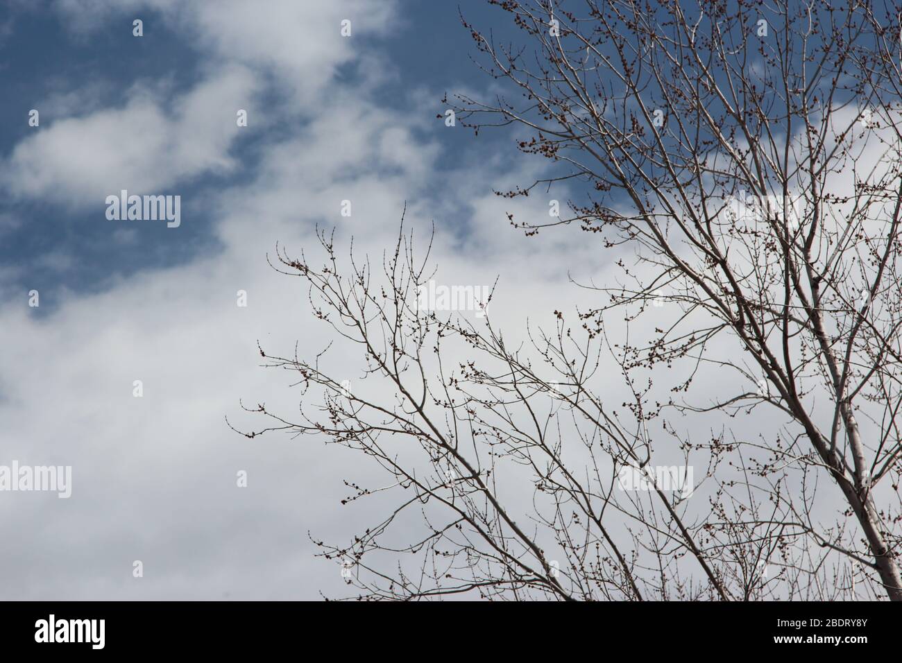 Tree Silhouette Against the Sky Stock Photo - Alamy
