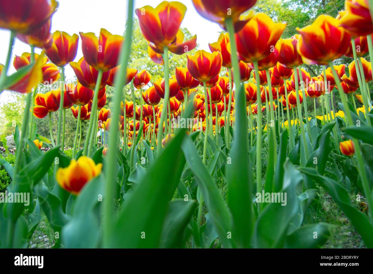 Spring background with beautiful yellow tulips Stock Photo - Alamy