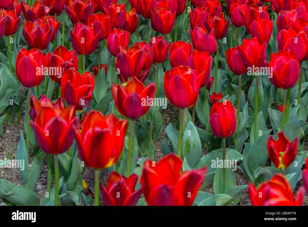 Spring background with beautiful yellow tulips Stock Photo - Alamy