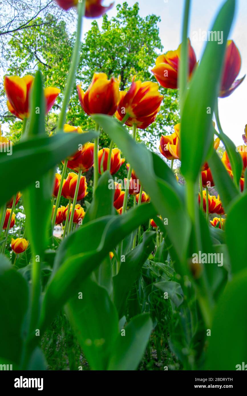 Spring background with beautiful yellow tulips Stock Photo - Alamy