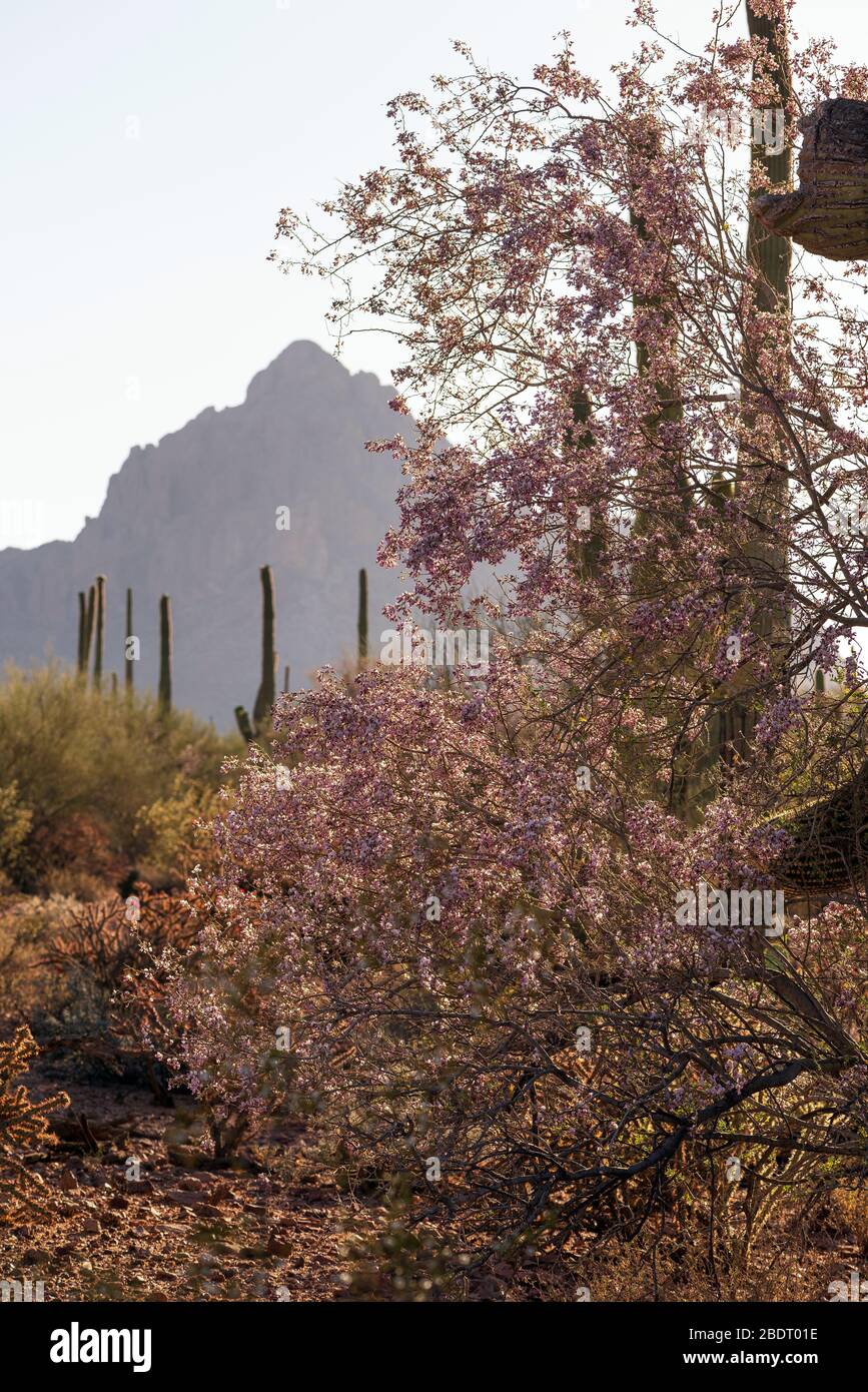 Desert flower seed pods hires stock photography and images Alamy