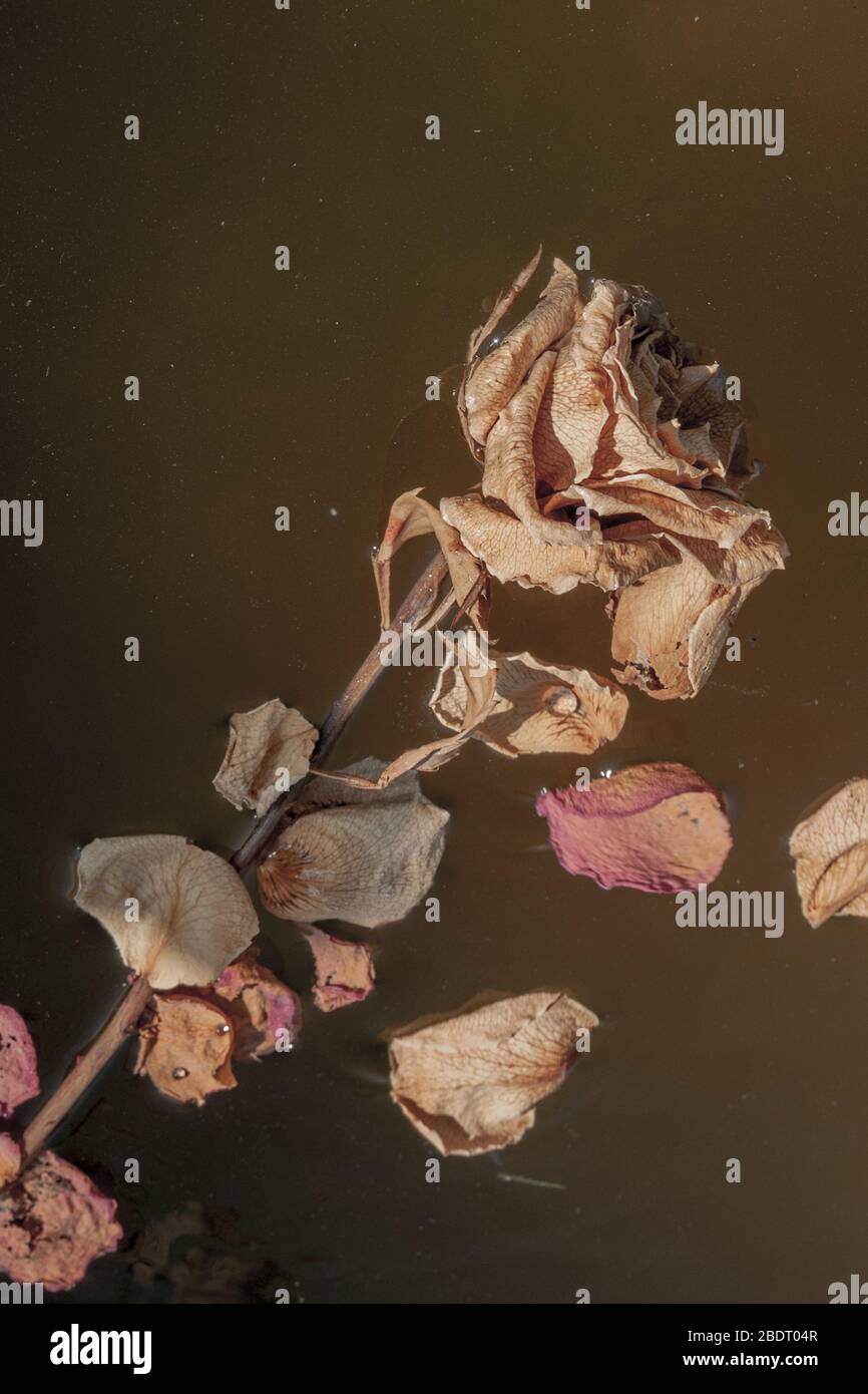 Dried rose and rose petals floating in a grungy pool of water. Close up