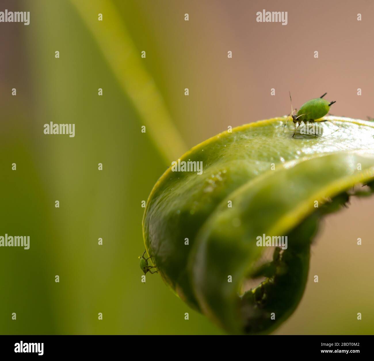Aphids of different sizes on green leaves of a fruit tree Stock Photo