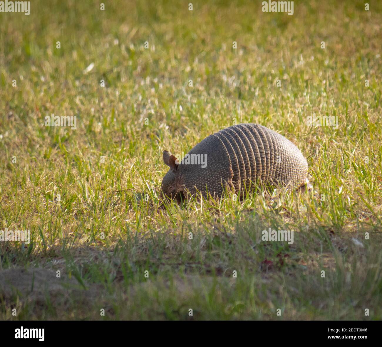 animal-in-the-wild-stock-photo-alamy