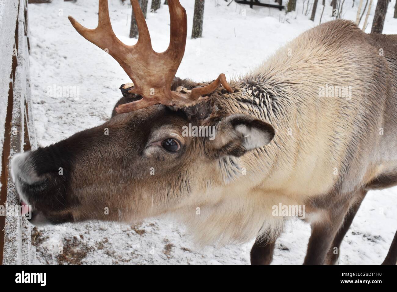 Reindeer is herbivore and eats ferns moss grass shoots fungi leaves. It smells buried food and in winter it digs through snow for it using the antlers Stock Photo