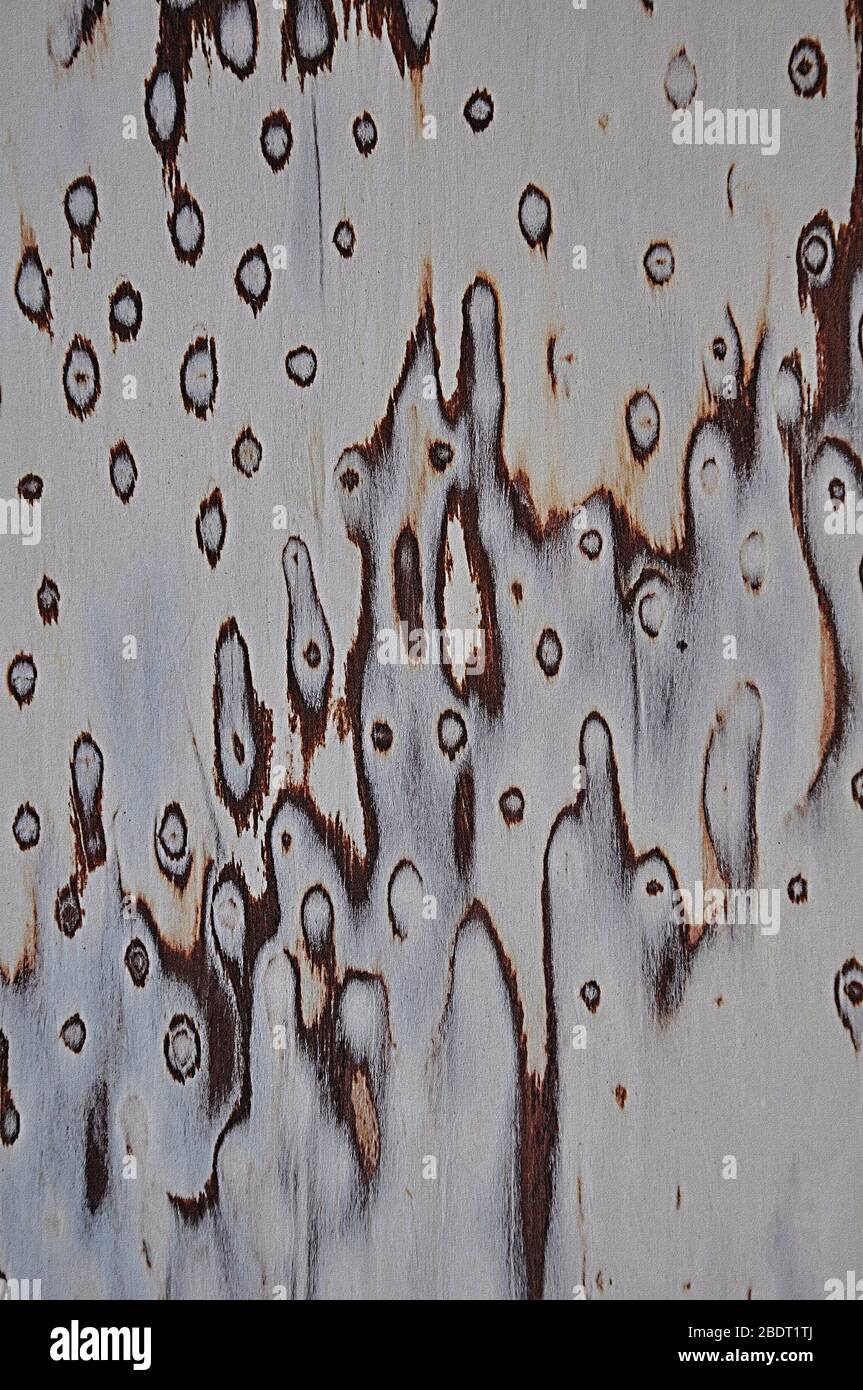 Wood textures Brown ovals and hills, on a white background. Exotic wooden. Stock Photo