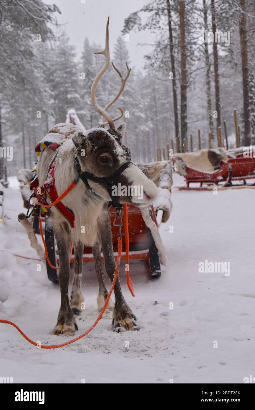 Reindeers grow antlers belong to deer family that includes elk moose They eat ferns moss grass shoots fungi leaves Lappish people live by herding them Stock Photo