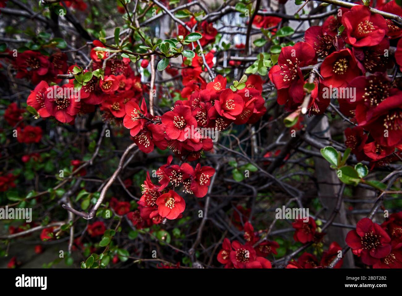 Japanes Quince (chaenomeles japonica) in bloom Stock Photo