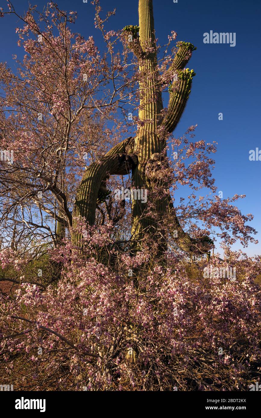 Ironwood forest national monument monuments forests tree trees saguaro