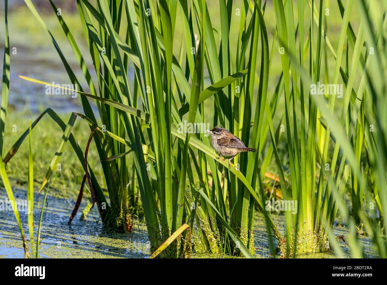Coastal marsh habitat hi-res stock photography and images - Alamy