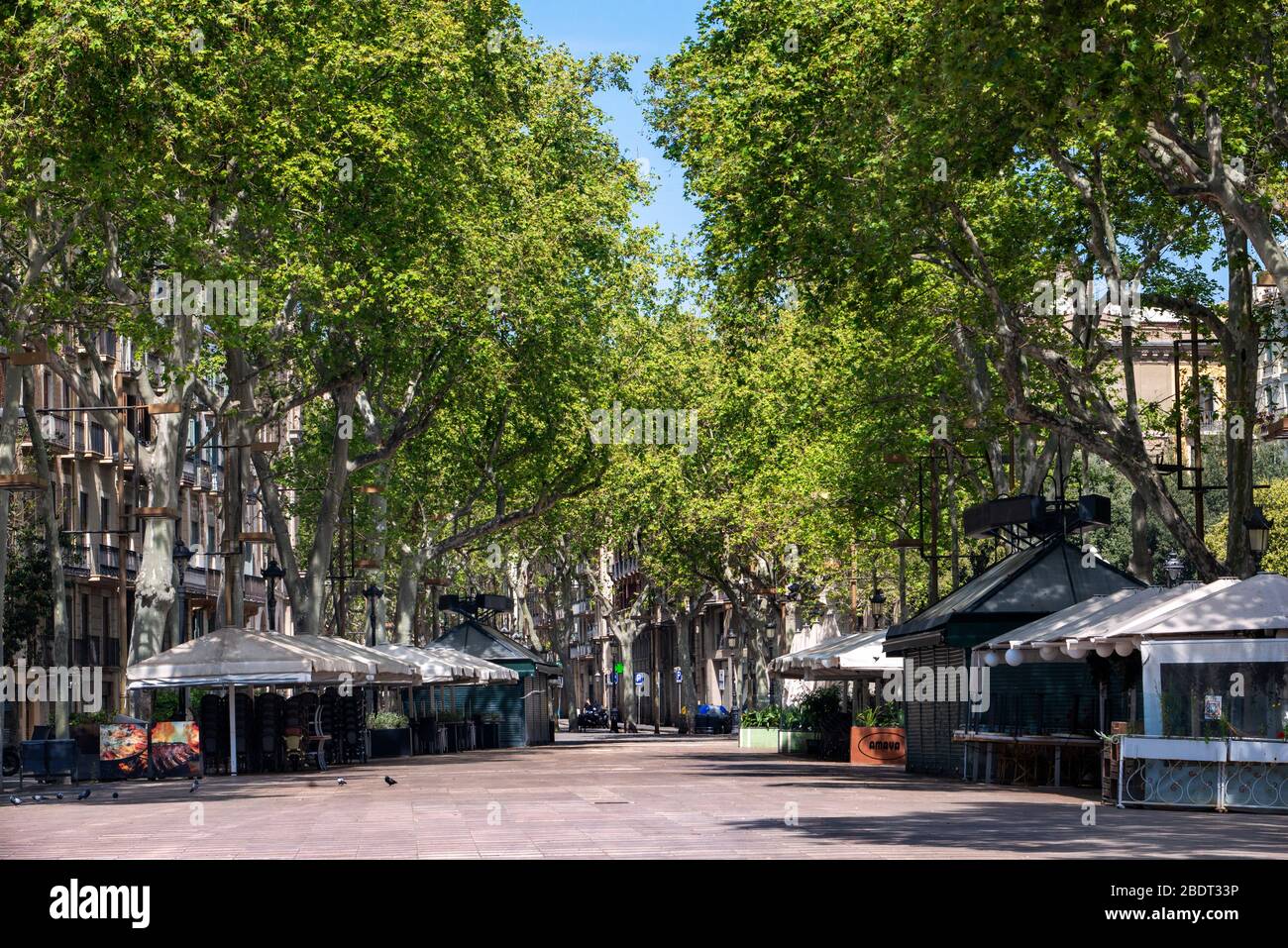 The Ramblas in Barcelona is practically deserted due to the total confinement of the population in Spain. Spain is one of the countries most affected Stock Photo