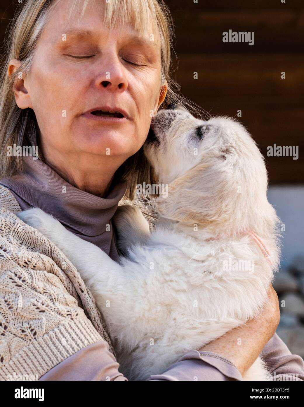 Woman holding six week old Platinum, or Cream colored Golden Retriever puppy Stock Photo