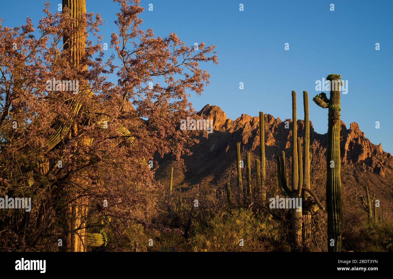 Ironwood trees and saguaro cactus bloom in May in the Ironwood Forest