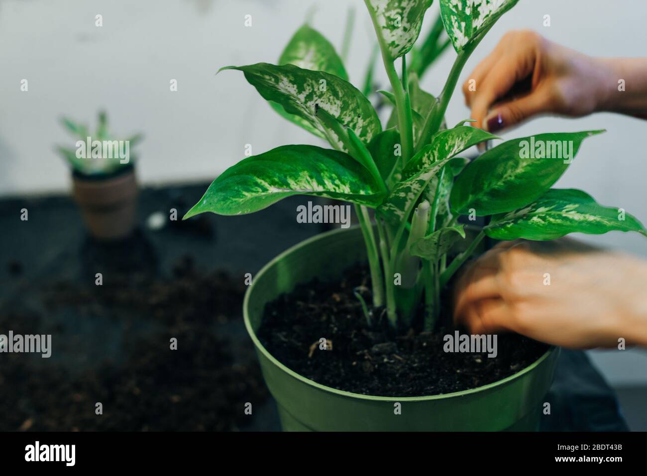 Gardeners hand planting flowers in pot with dirt or soil Stock Photo ...
