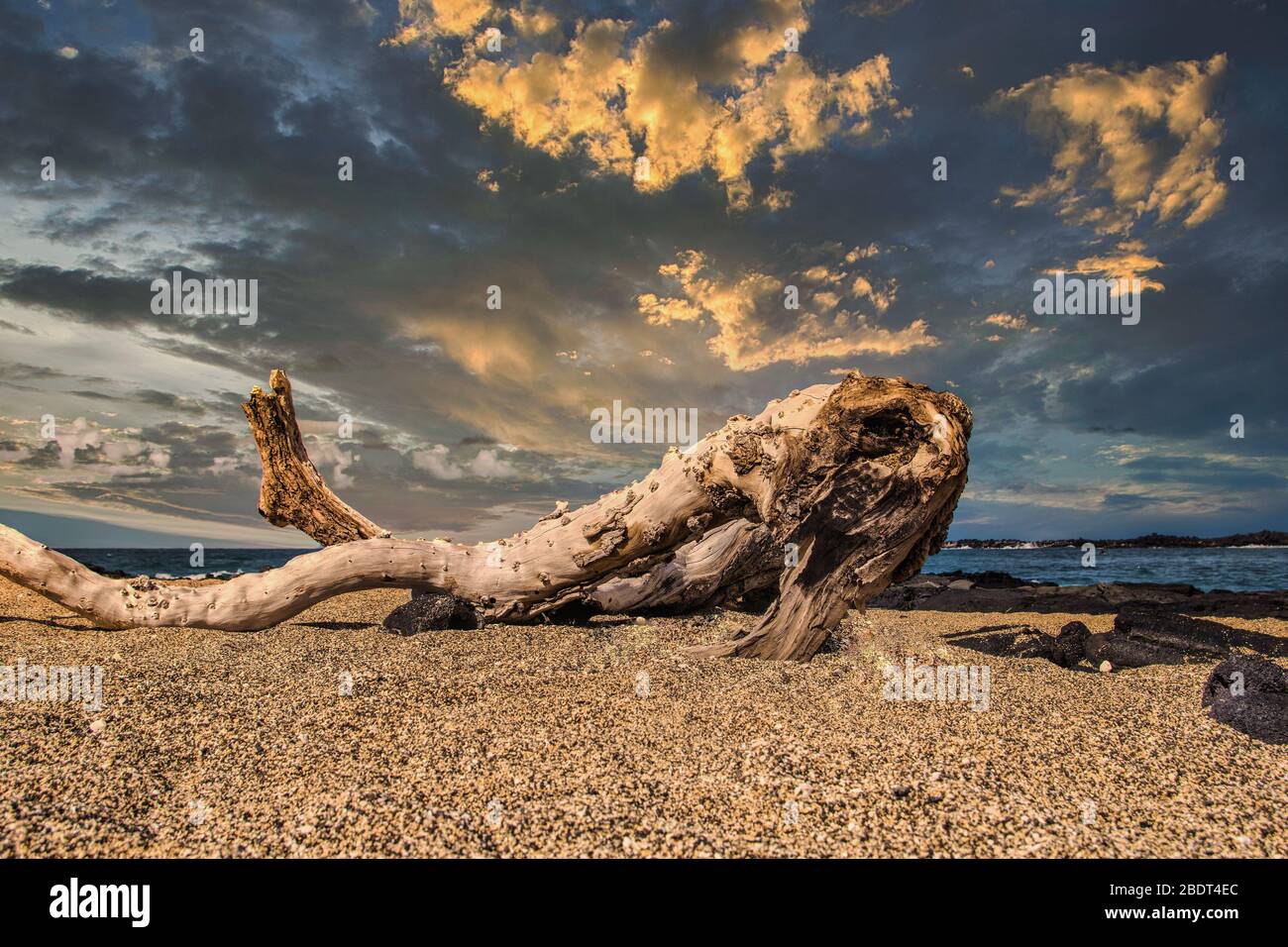 Log on Beach Stock Photo