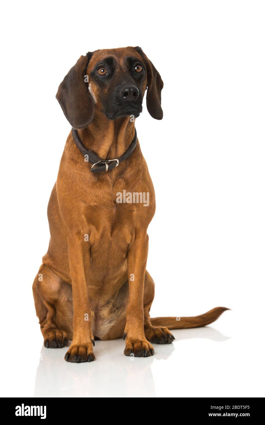 Bavarian mountain dog isolated on white background Stock Photo - Alamy