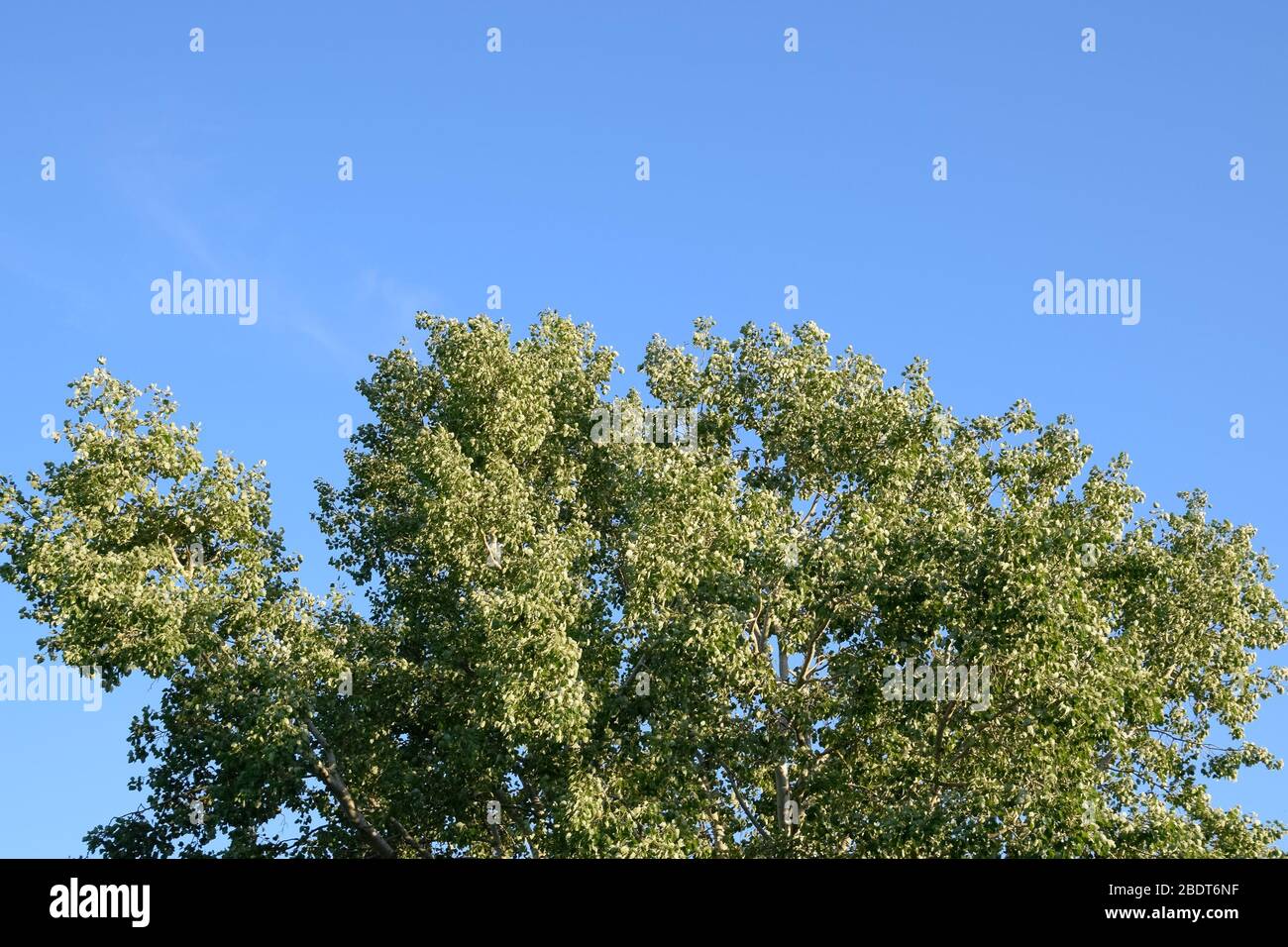 Silver poplar in May, green leaves of silver poplar, tree on the Kuban. Stock Photo