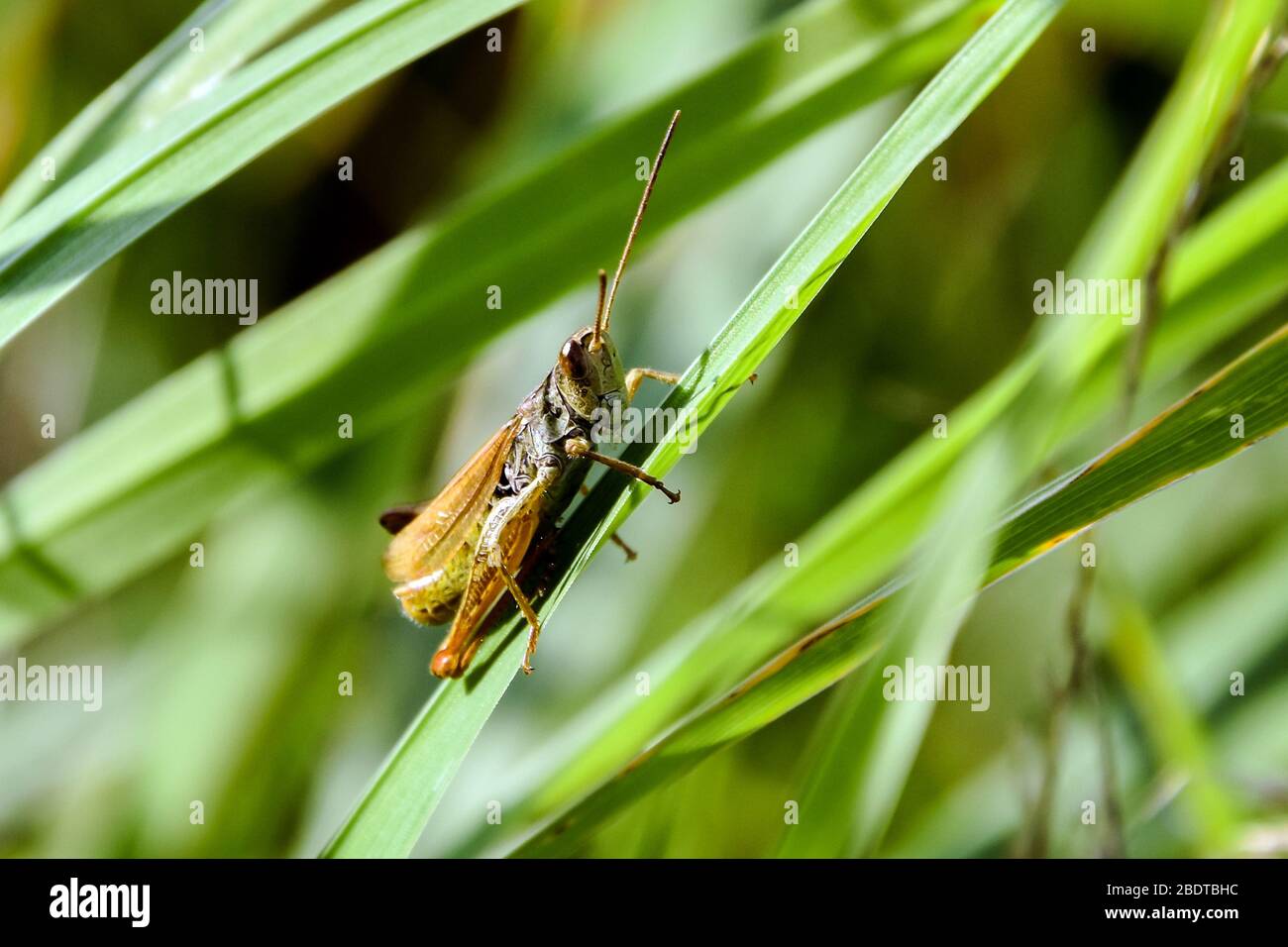 Grasshopper is sitting on a green grass in the field. Stock Photo