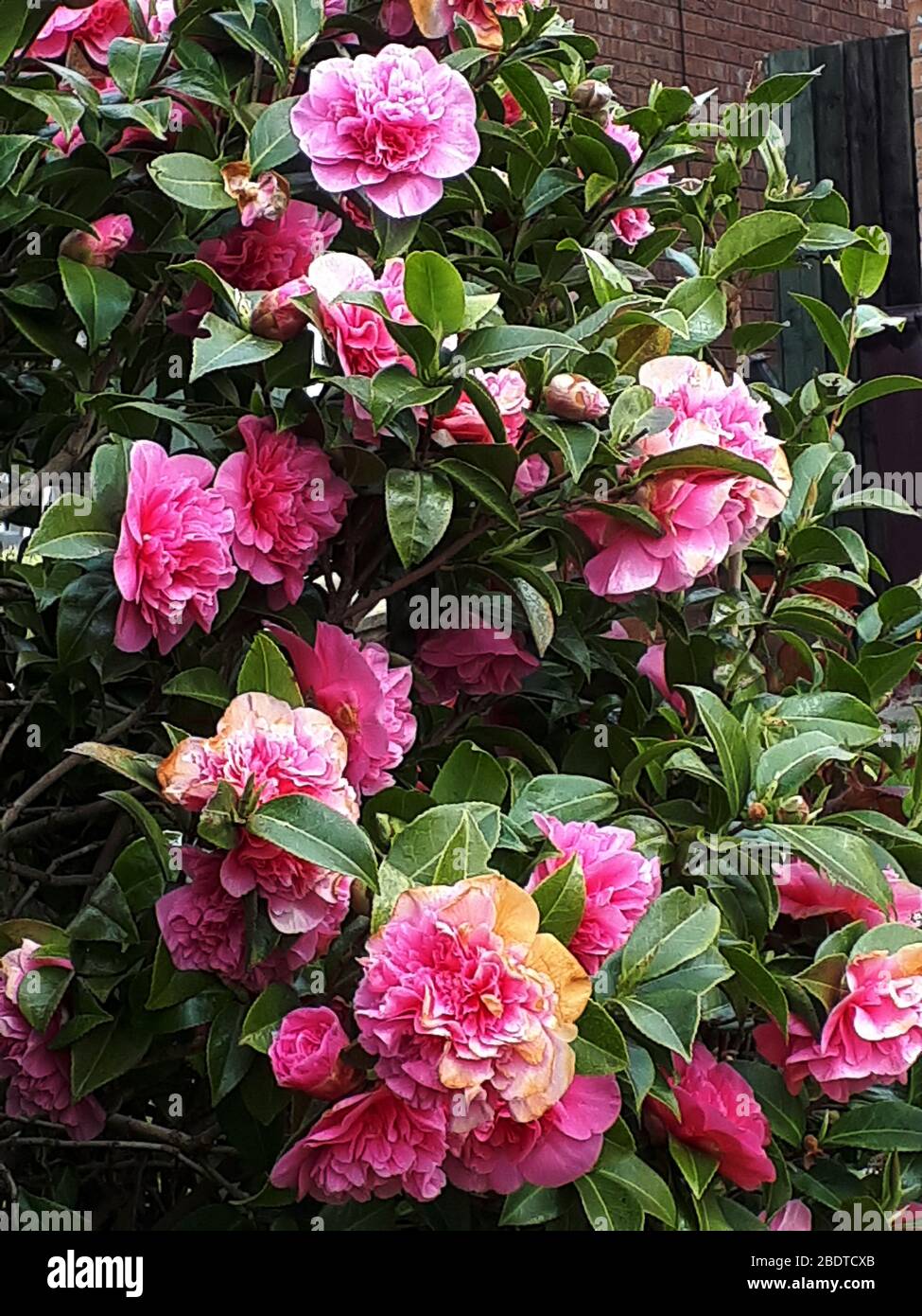 One Of The Early Showy Flowers Of Spring In Burnley Northern England Is The Camellia Japonica Or Japanese Rose It Is The State Flower Of Alabama Usa Stock Photo Alamy