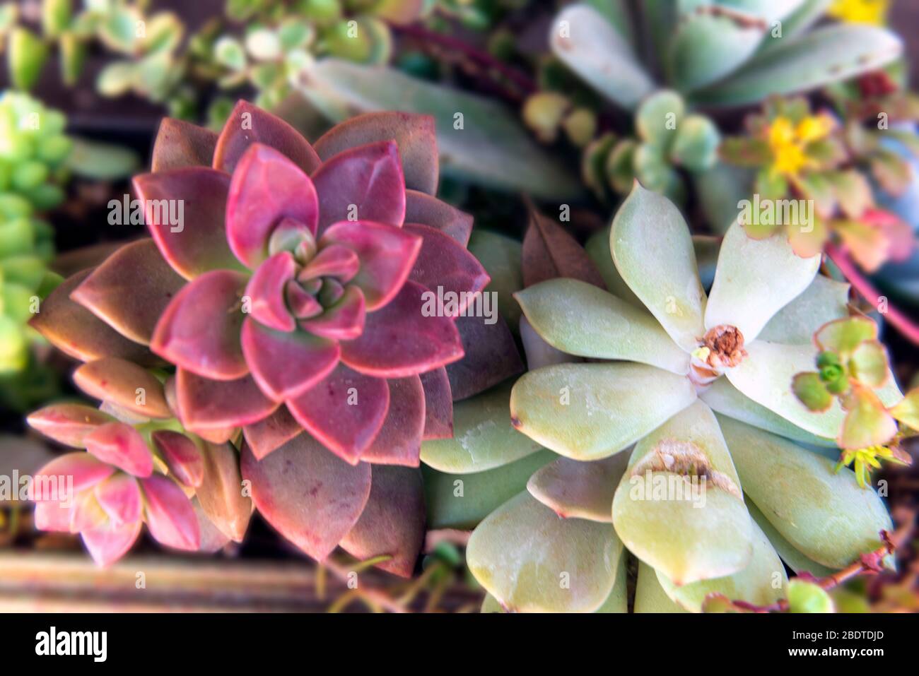 Colorful Succulent Plants Stock Photo