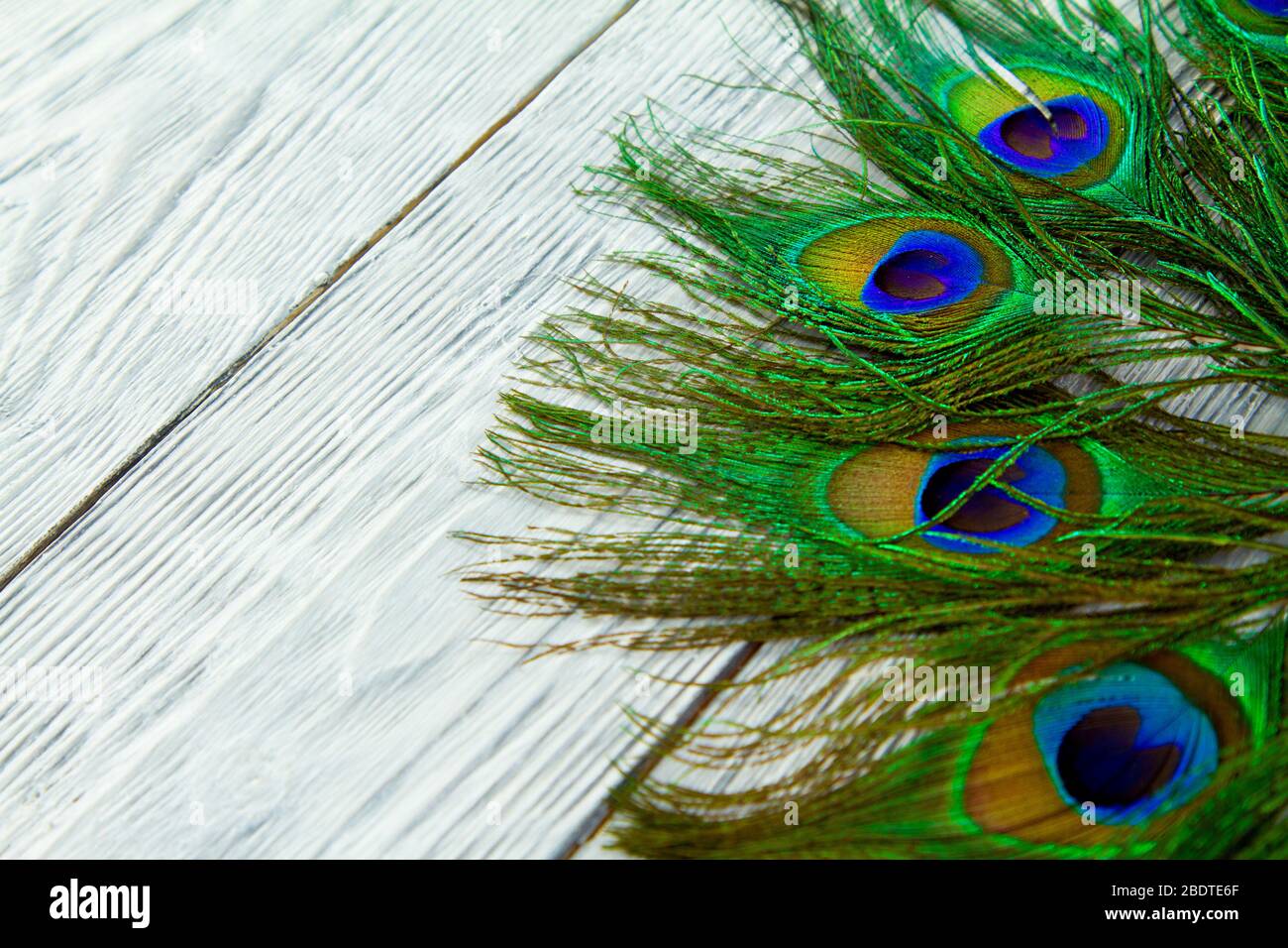 peacock background