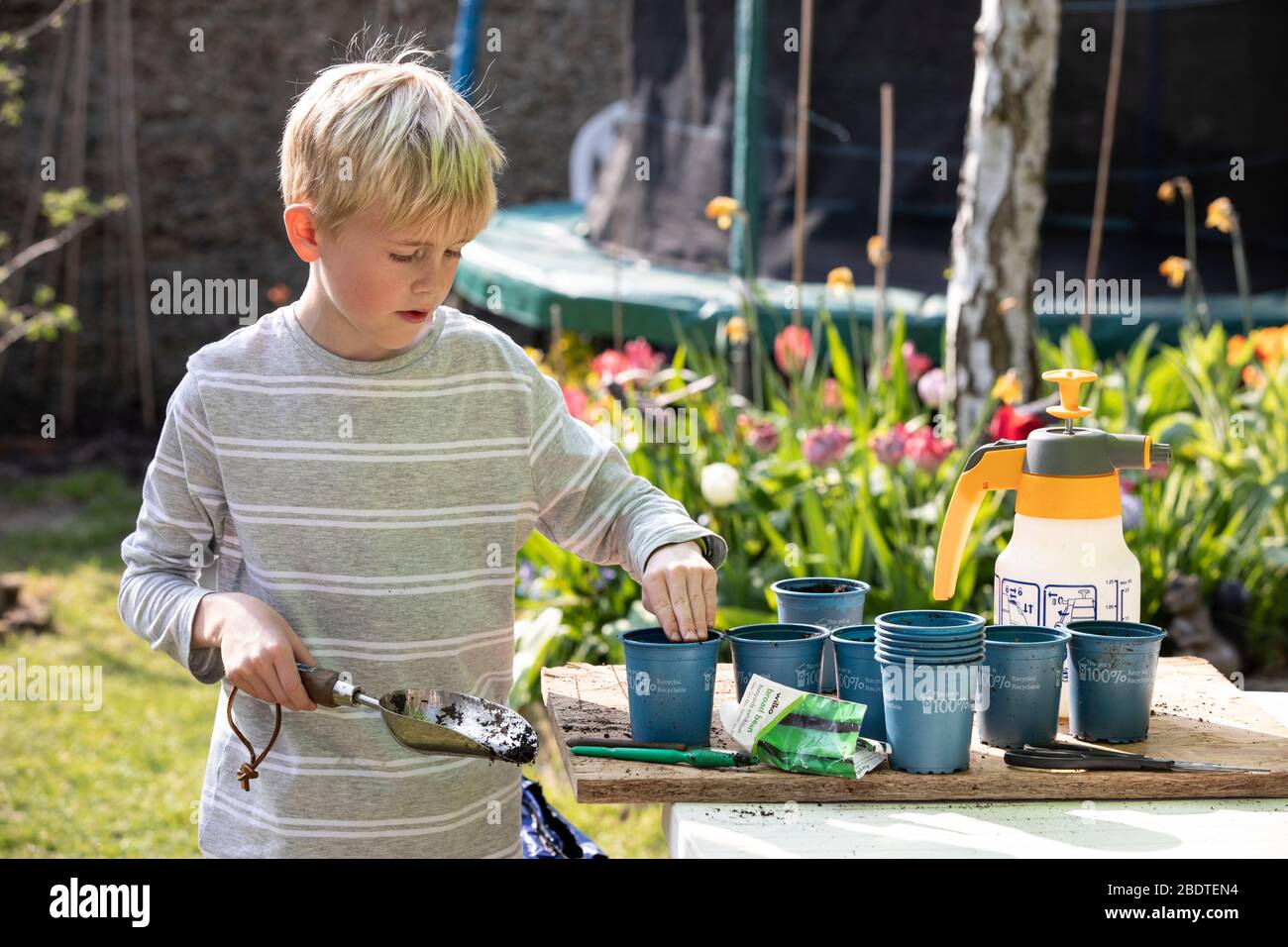 9 year old boy potting up vegetable plants in his back garden on a spring day, England, United Kingdom Stock Photo