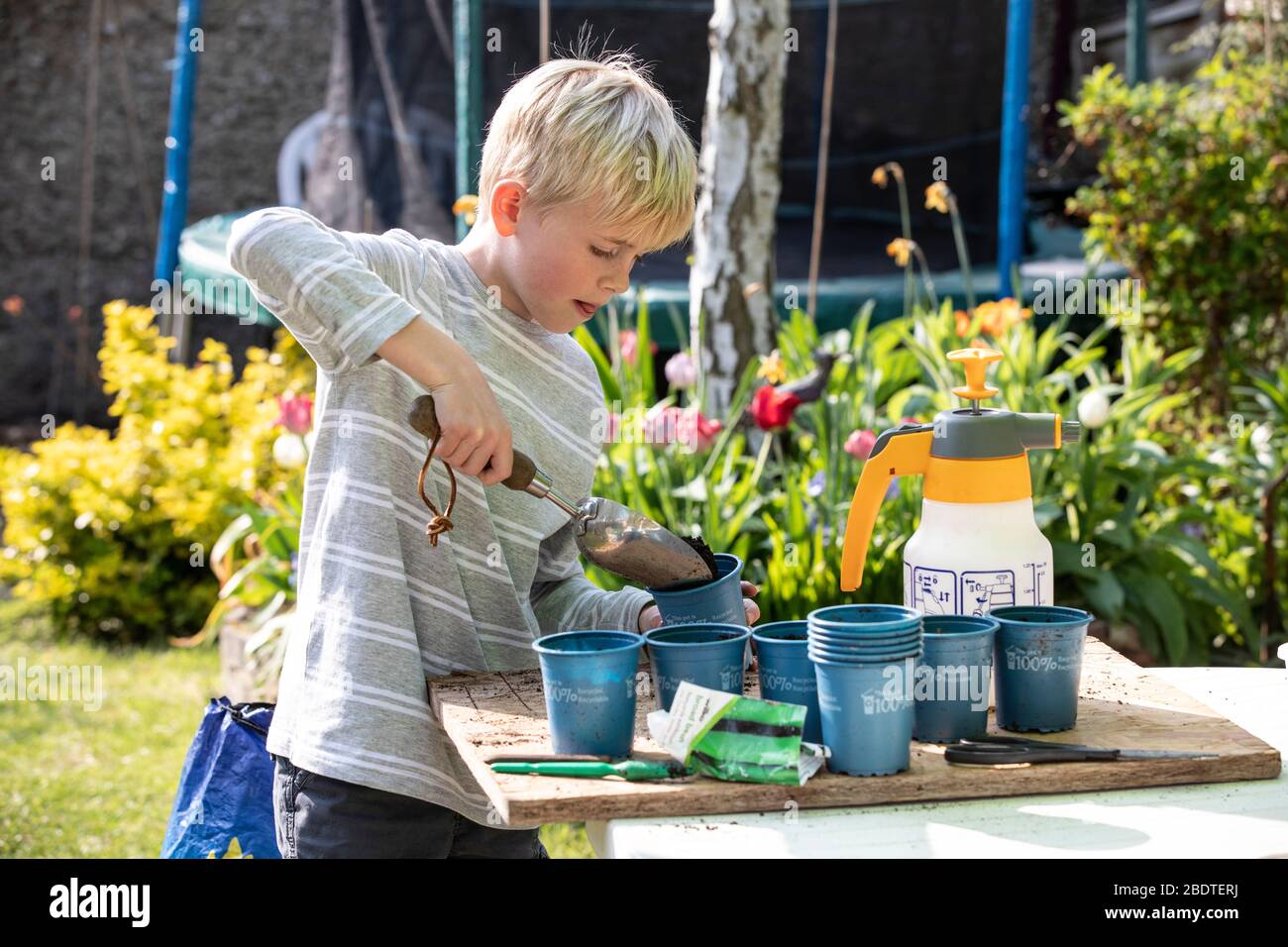 9 year old boy potting up vegetable plants in his back garden on a spring day, England, United Kingdom Stock Photo