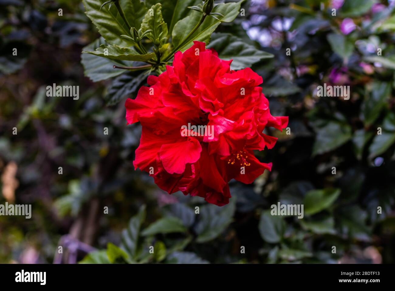 flor roja de tristeza Stock Photo