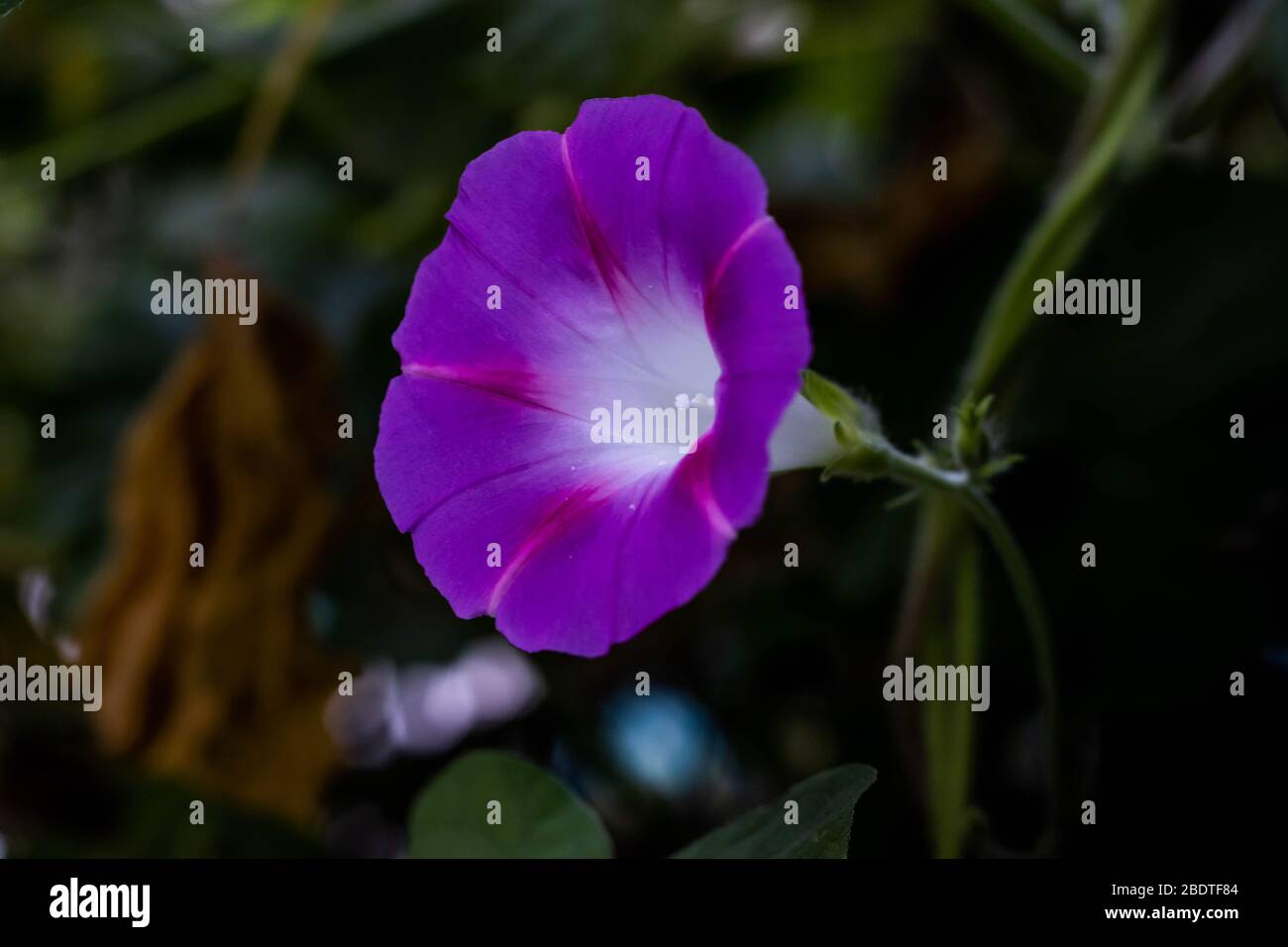 flor de campana morada Stock Photo - Alamy