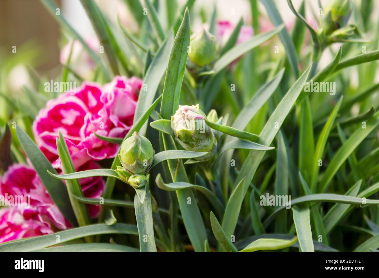 Dianthus OSCAR Pink and Purple Carnations are the top series of pot carnations Stock Photo