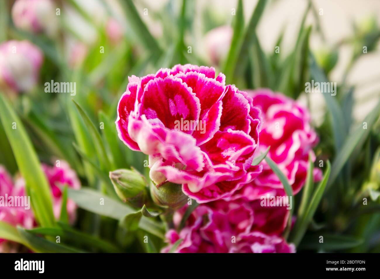 Dianthus Oscar Pink And Purple Carnations Are The Top Series Of Pot Carnations Stock Photo Alamy
