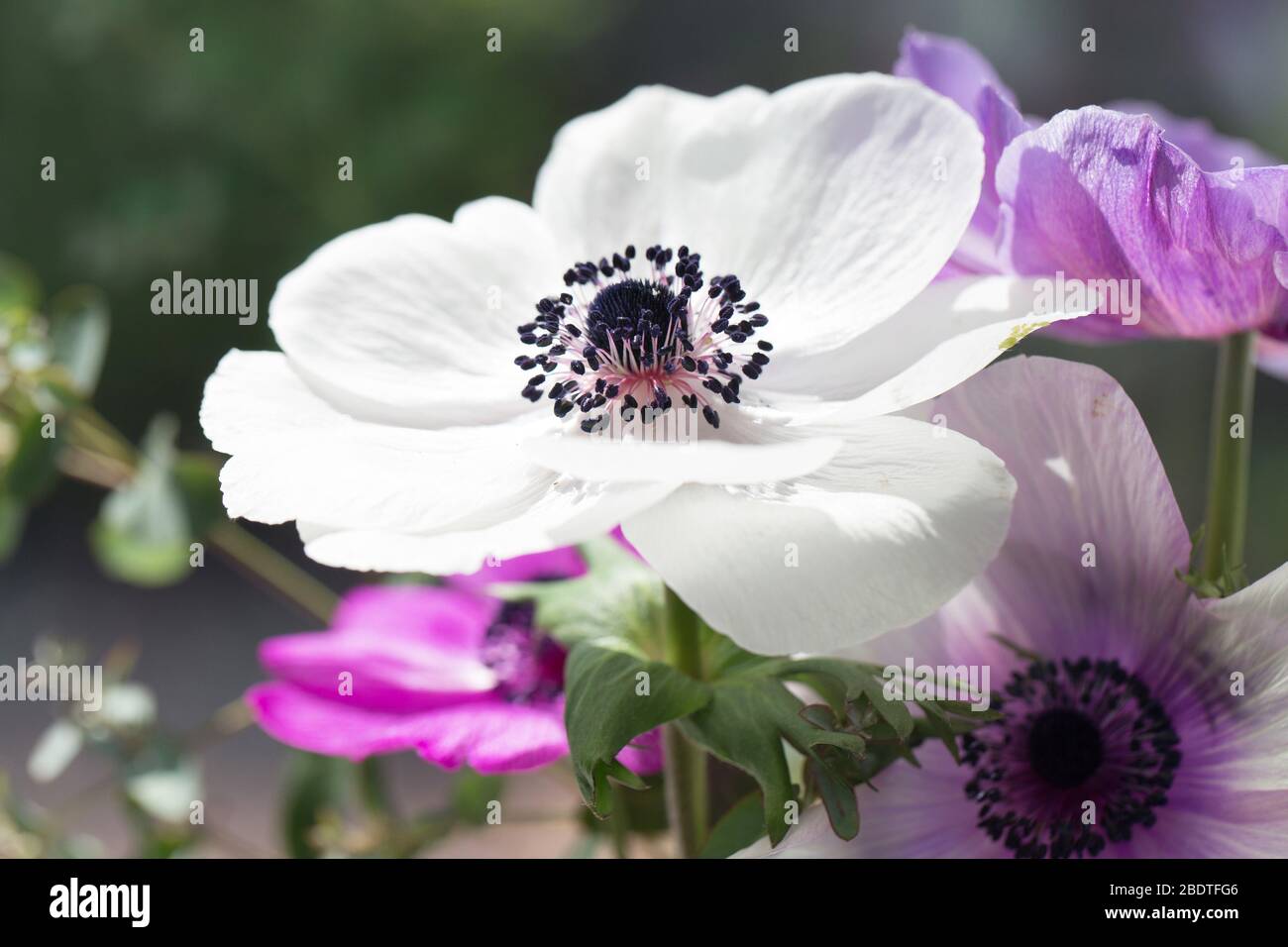 Panda Anemone With Other Anemones Stock Photo Alamy