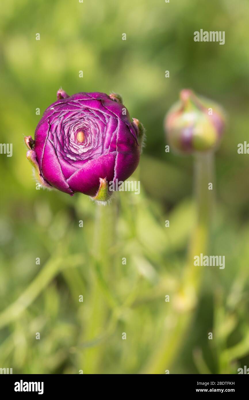 Malva Ranunculus Malva Plant High Resolution Stock Photography and Images - Alamy