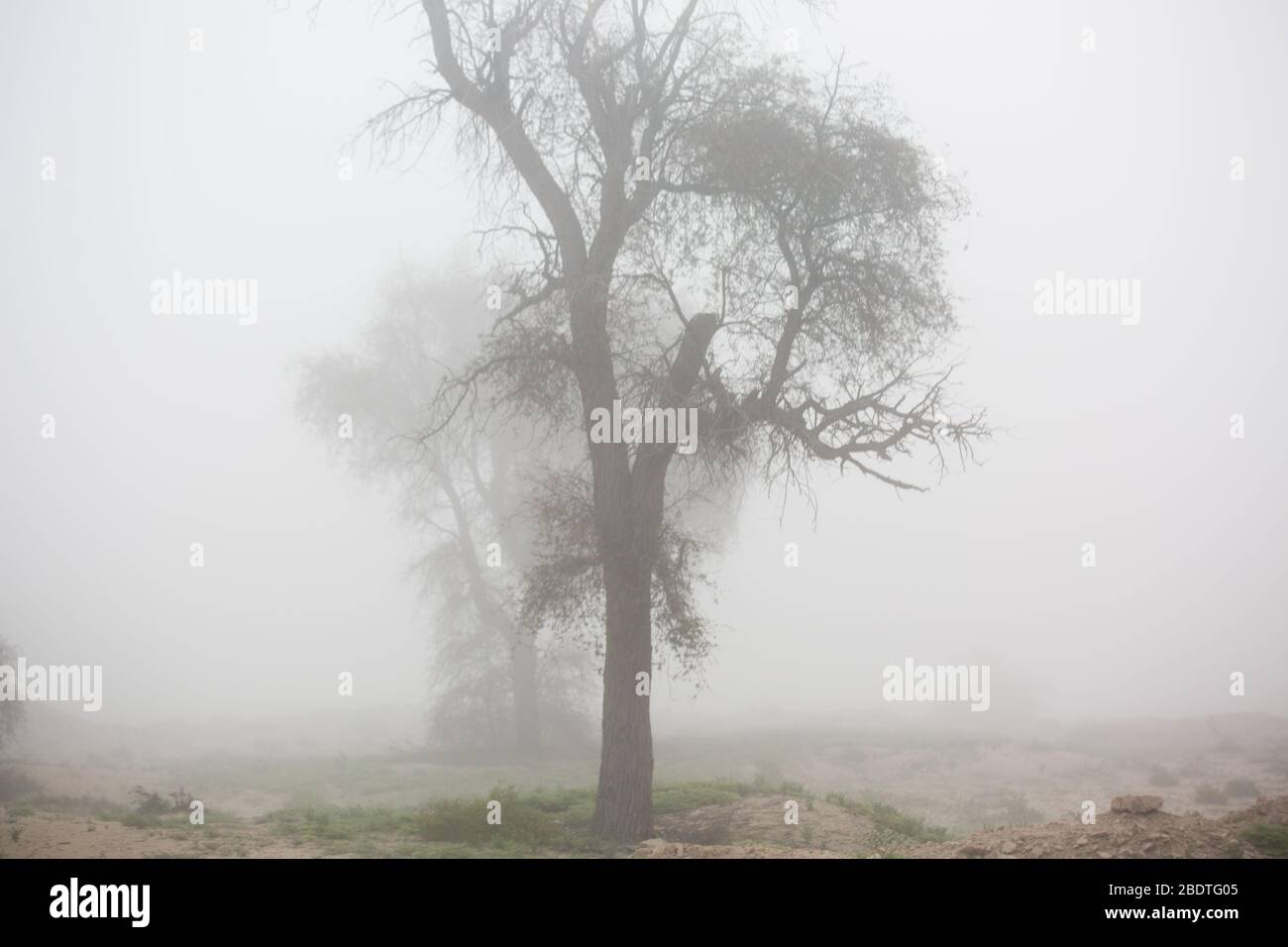 Page 4 Phylum High Resolution Stock Photography And Images Alamy