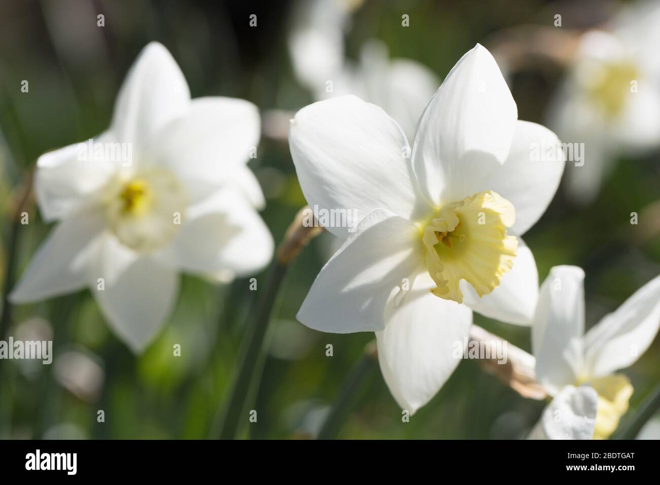 Small Cupped Daffodil (Narcissus 'Cool Crystal'). Stock Photo