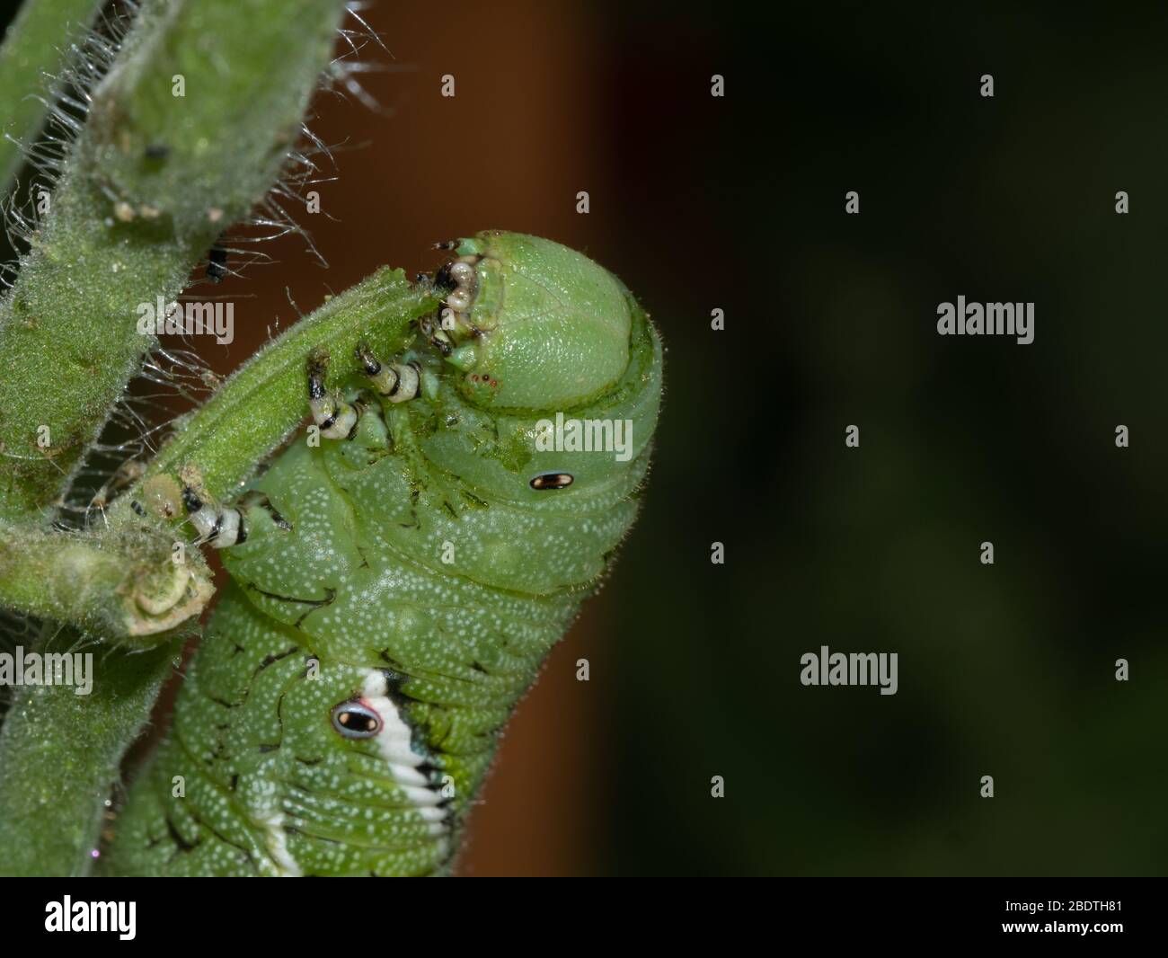 Tomato hornworm, Manduca quinquemaculata, close up showing the caterpillar eating on a tomato plant stalk Stock Photo
