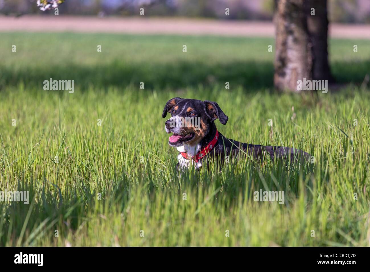 Dog lying in a meadow and looks happy Stock Photo - Alamy