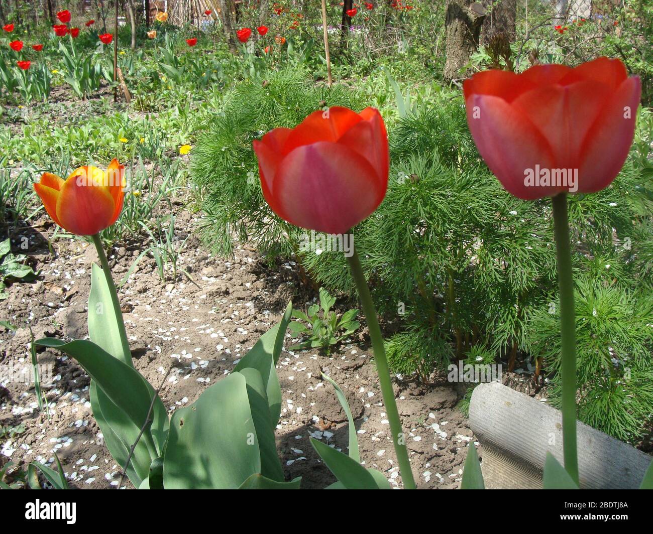Alley of red tulips during flowering in a garden among flowers Stock Photo