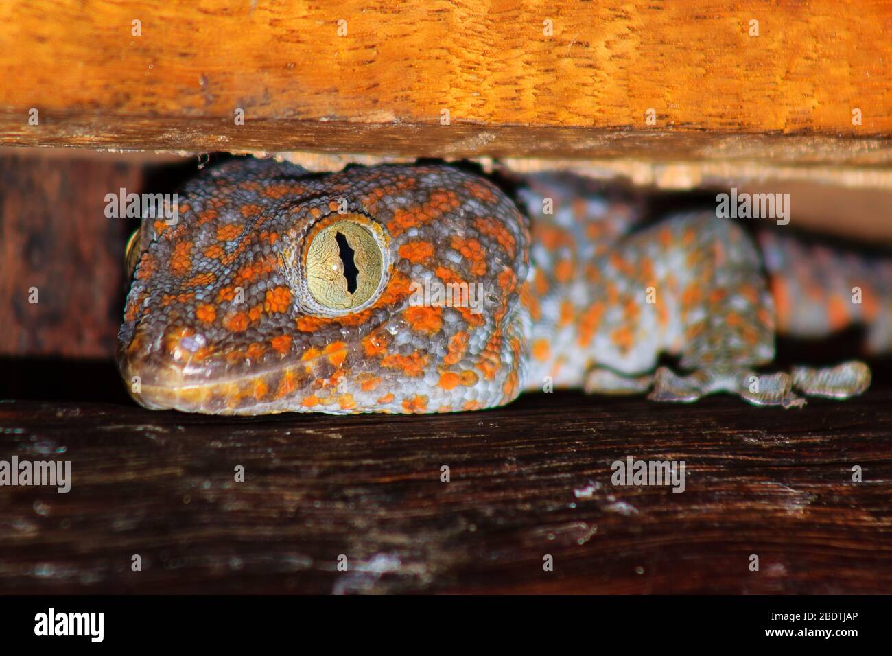 Tokay gecko gekko close hi-res stock photography and images - Alamy