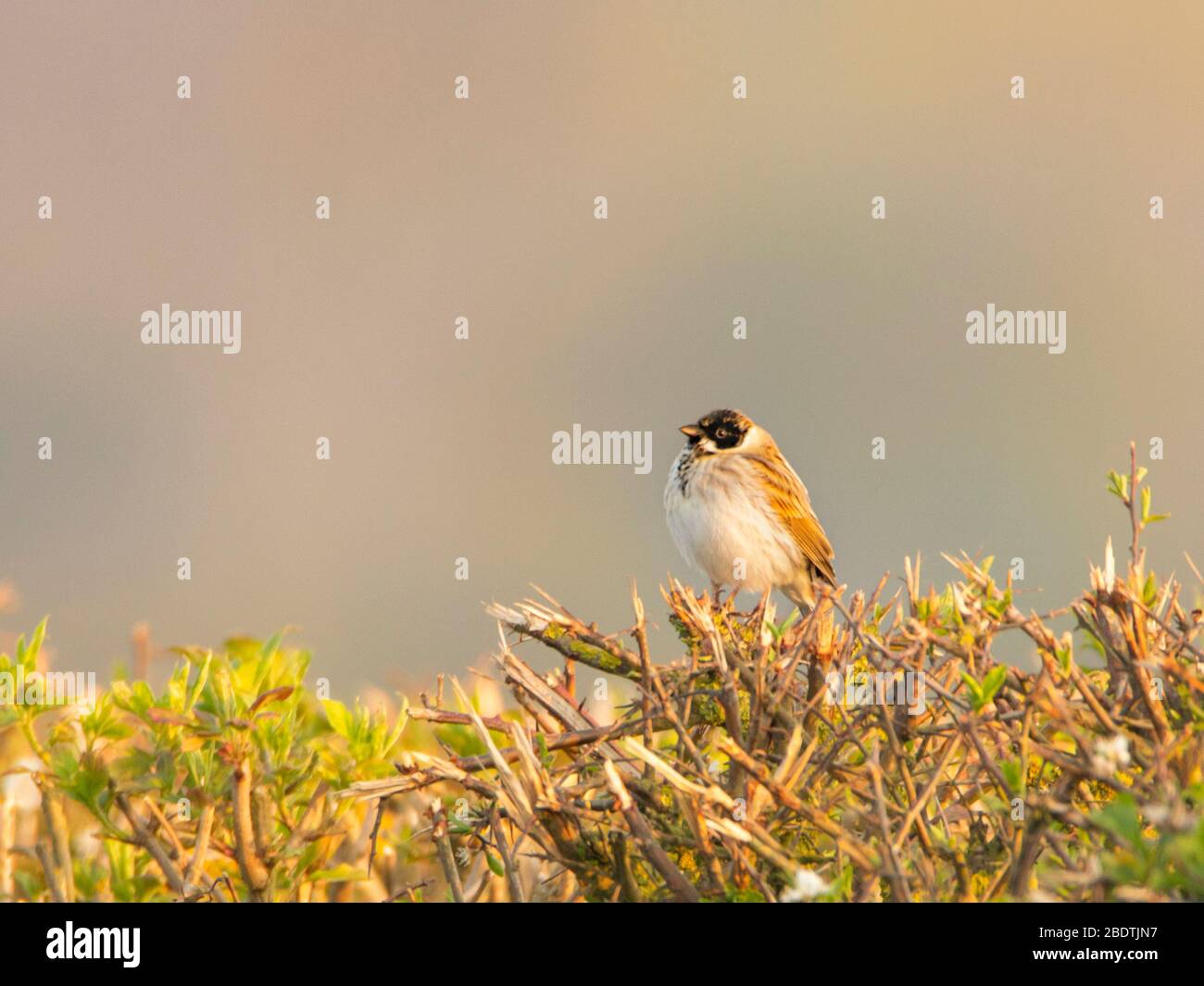 Common Reed Bunting, Emberiza Schoeniclus, perched on a hedgerow near Meppershall, Bedfordshire, UK Stock Photo
