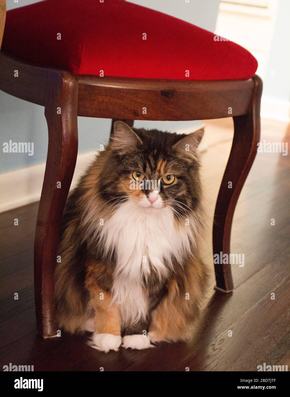 Maine Coon Cat Under Chair Stock Photo Alamy