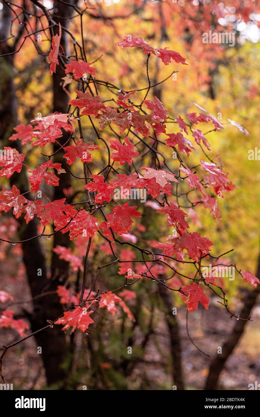 Droplets from an Autumn rain brighten the Fall leaves in the Ramsey Canyon Preserve, Hereford, Arizona, USA. Stock Photo