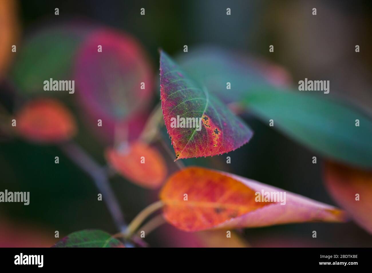 Colorful leaves of a Juneberry in a Berlin garden in autumn Stock Photo