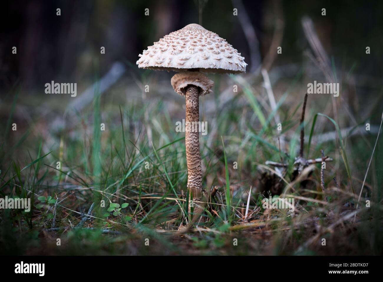 Parasol Fungus in the Woods near GroÃŸ KÃ¶ris, Germany Stock Photo