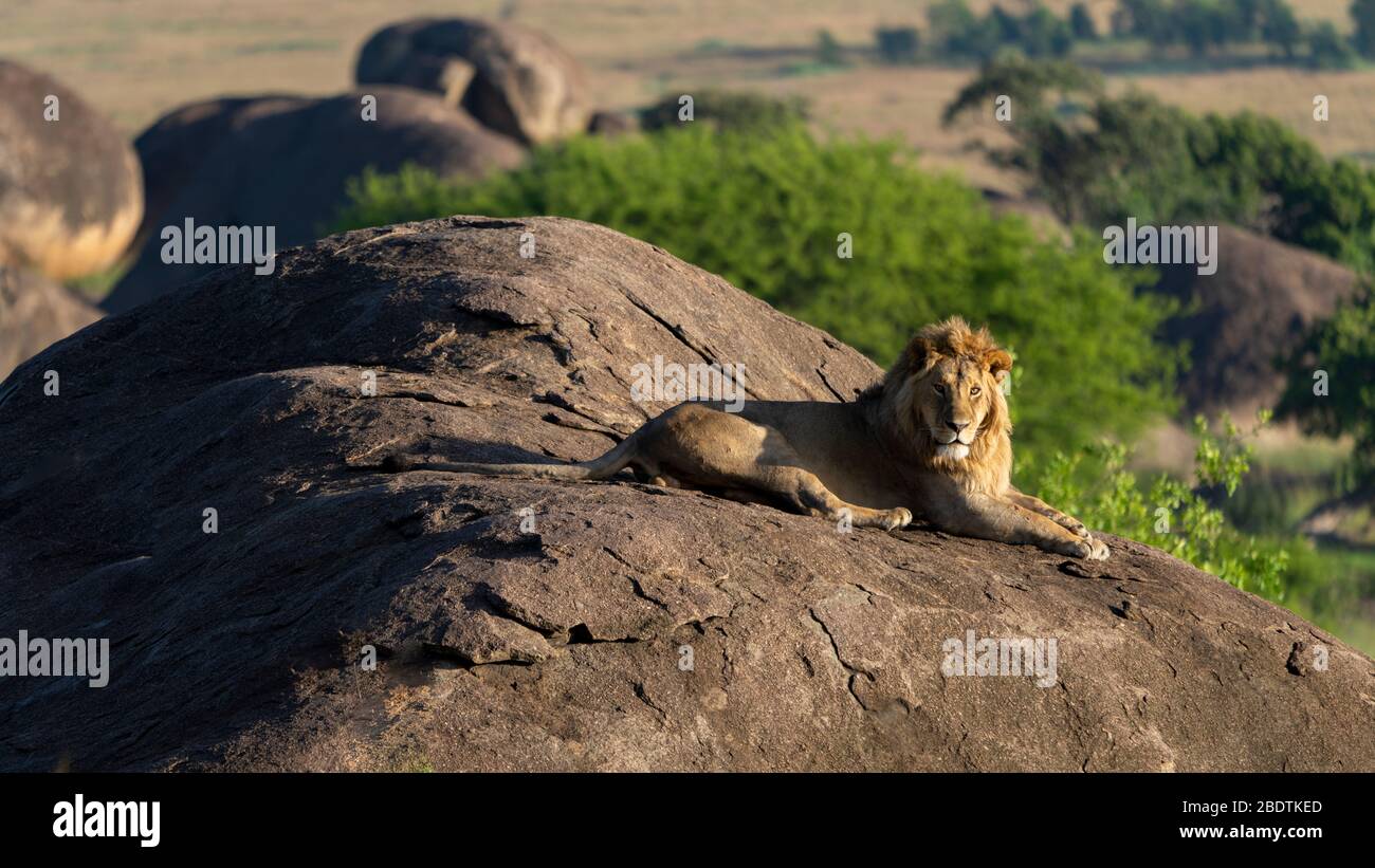 Male lion on rock hi-res stock photography and images - Alamy