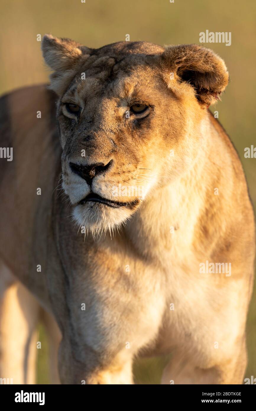 close-up shot of a lioness bathing in the morning light Stock Photo