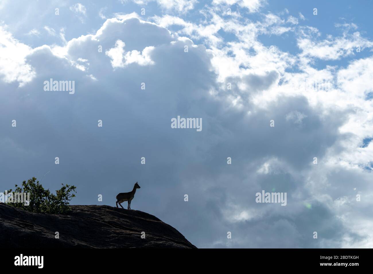 an antelope stands on a rock, scanning the horizon Stock Photo