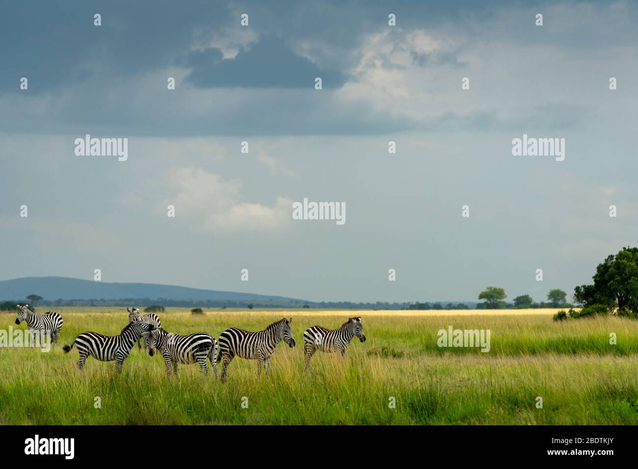 several zebras walk in the plains of africa under a stormy sky Stock Photo