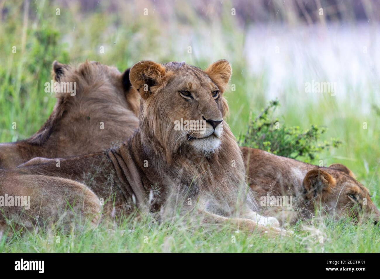 a group of young lion protect themselves from the rain under a tree